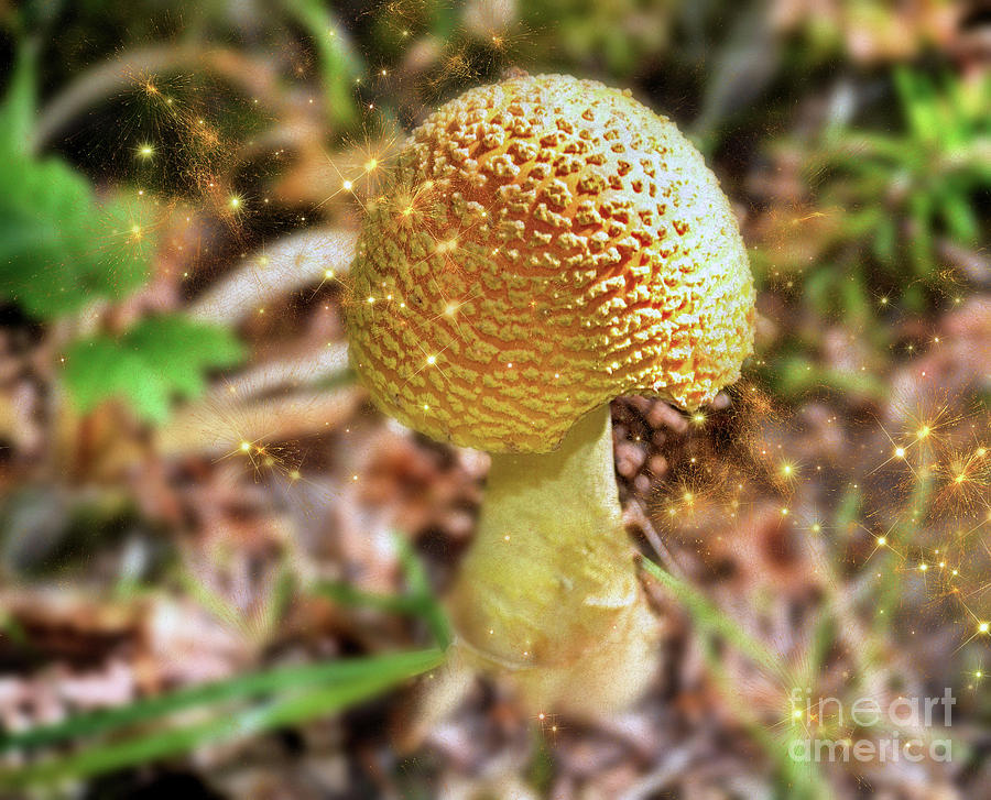 Poisonous Mushroom Photograph by Elaine Manley