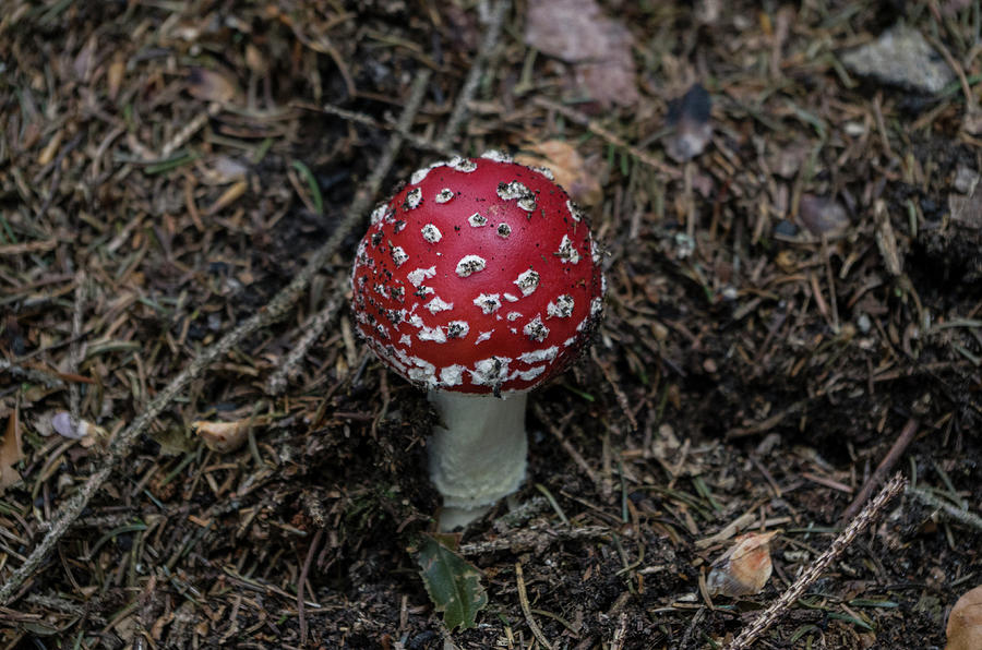 Mushroom Photograph - Poisonous red mushroom by Nicola Aristolao