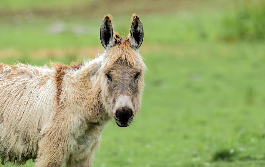 Poitou Donkey Photograph by Sam Rino