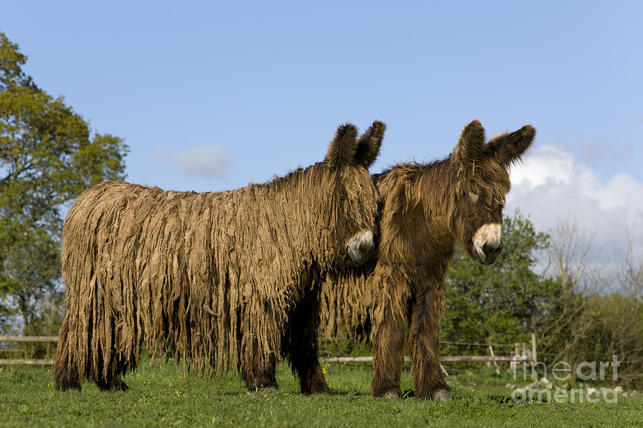 Donkey Photograph - Poitou Donkeys by Jean-Louis Klein & Marie-Luce Hubert