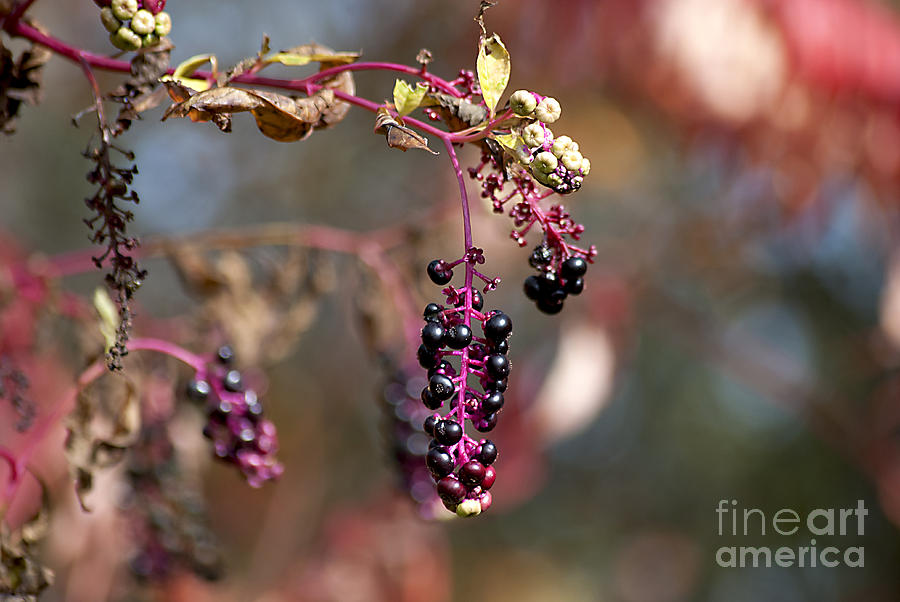 Pokeweed Berries 20121020_129 Photograph by Tina Hopkins