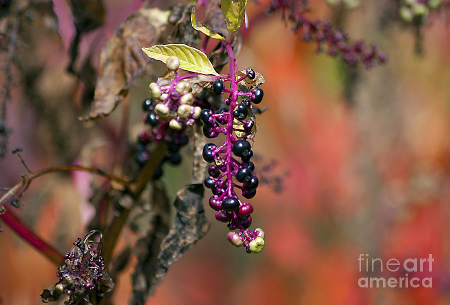 Pokeweed Berries 20121020_130 Photograph by Tina Hopkins