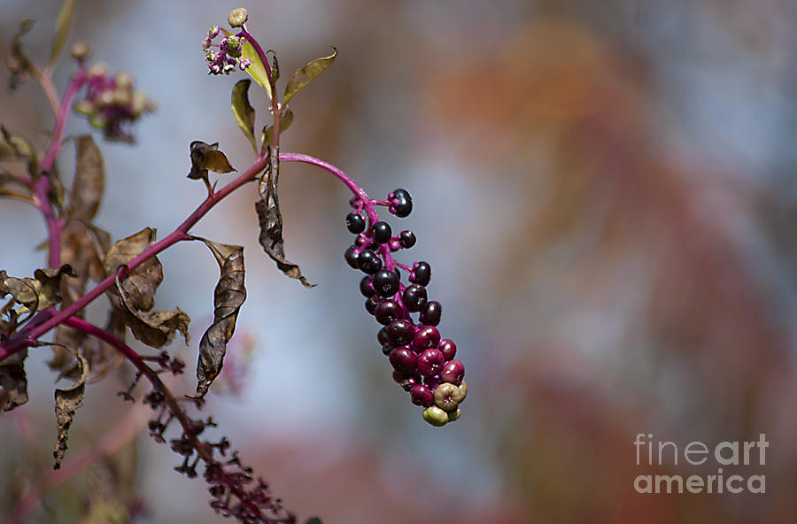 Pokeweed Berries 20121020_134 Photograph by Tina Hopkins