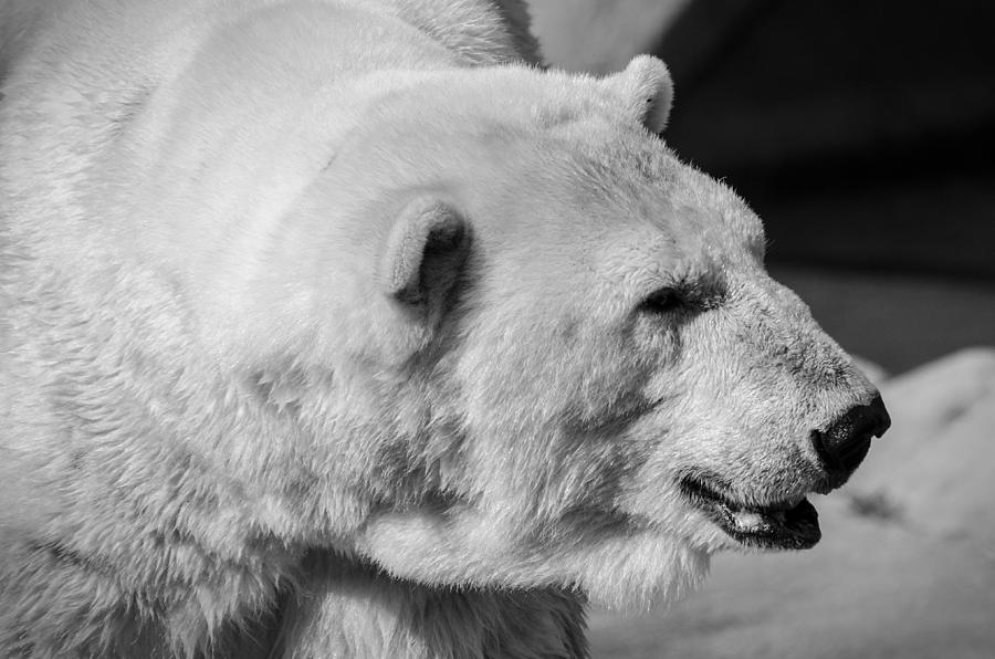 Polar Bear 1 Photograph by Susan McMenamin