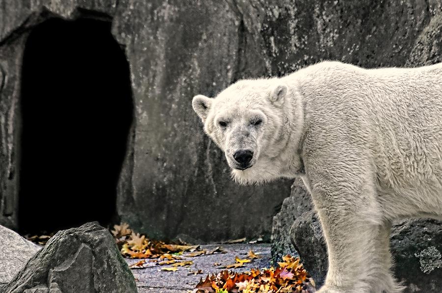 Nature Photograph - Polar Bear 101 by Diana Angstadt