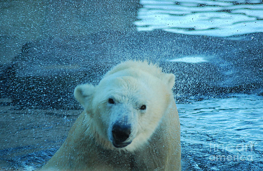 Polar Bear 20150117_166 Photograph by Tina Hopkins