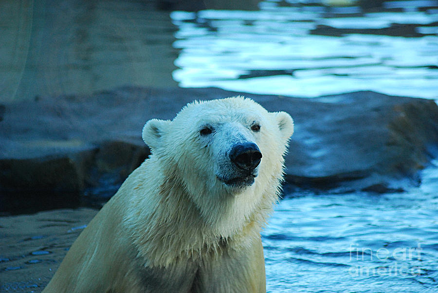 Polar Bear 20150117_168 Photograph by Tina Hopkins
