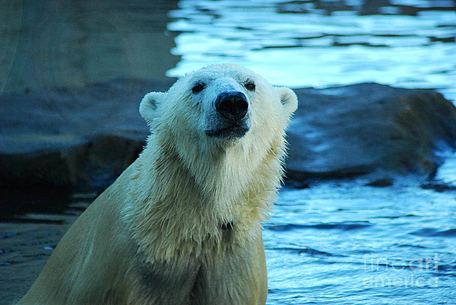 Polar Bear 20150117_169 Photograph by Tina Hopkins