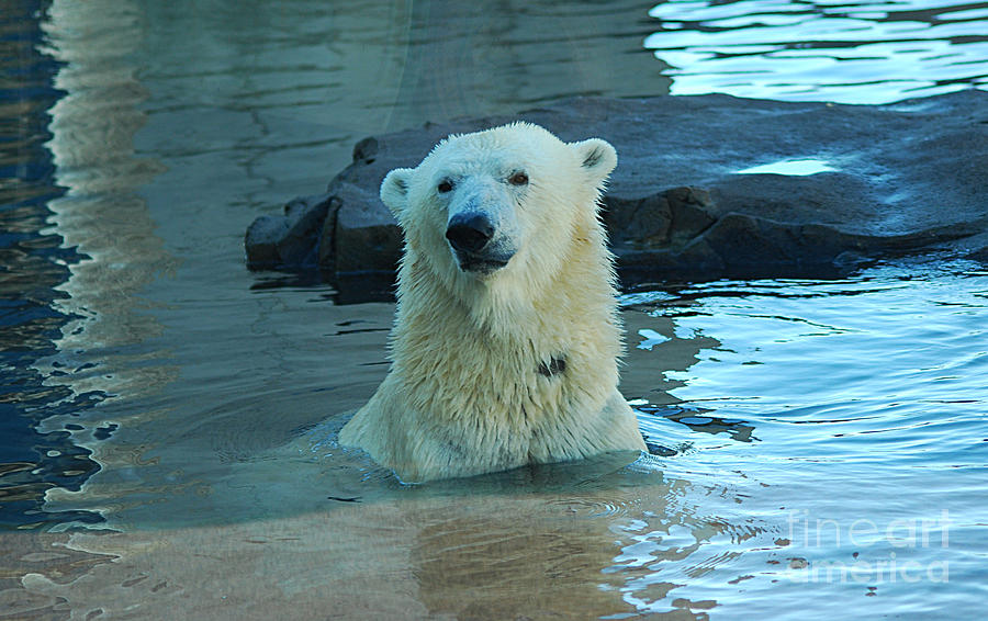 Polar Bear 20150117_178 Photograph by Tina Hopkins