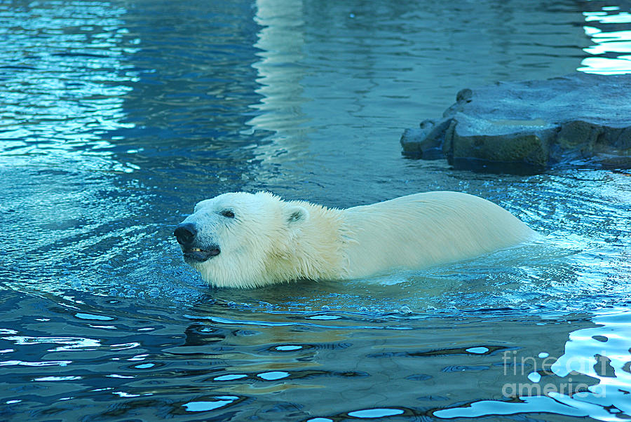Polar Bear 20150117_457 Photograph by Tina Hopkins