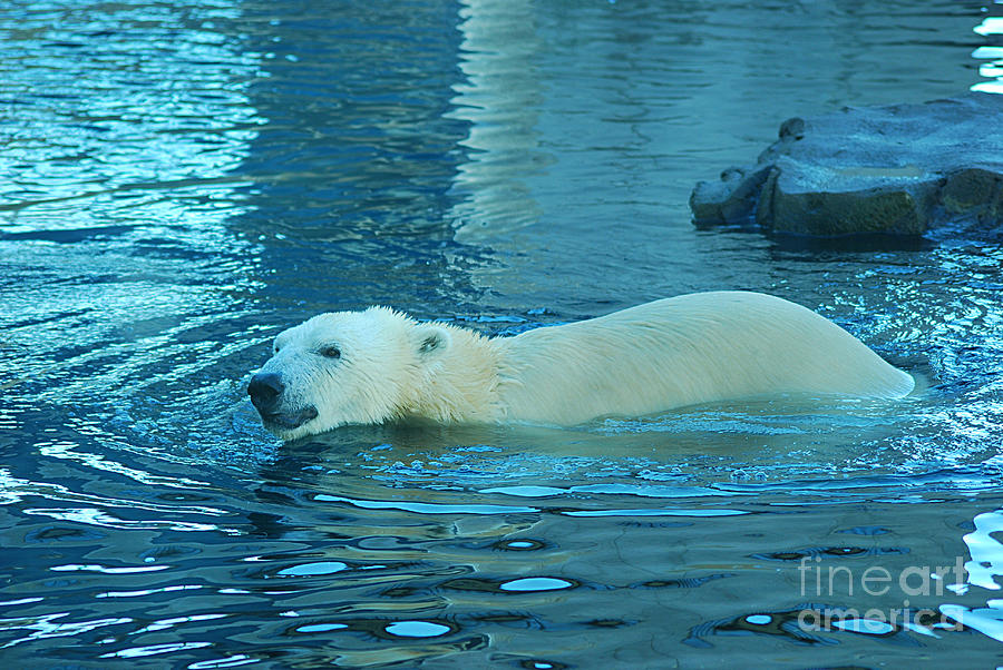 Polar Bear 20150117_458 Photograph by Tina Hopkins