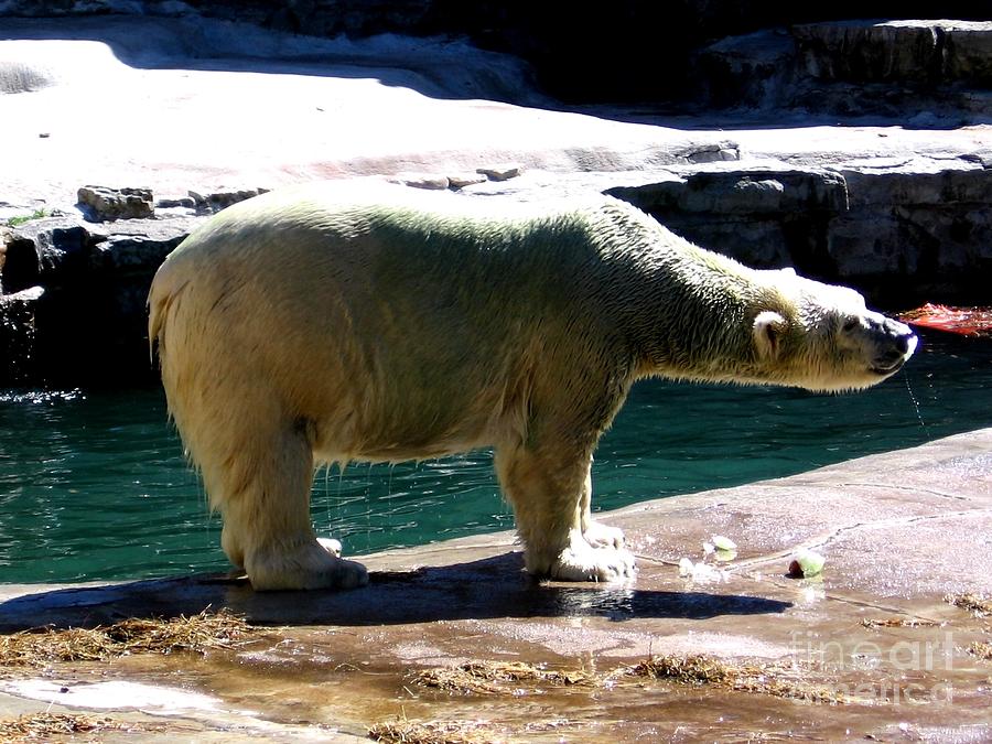 Polar Bear 3 Photograph by Rose Santuci-Sofranko