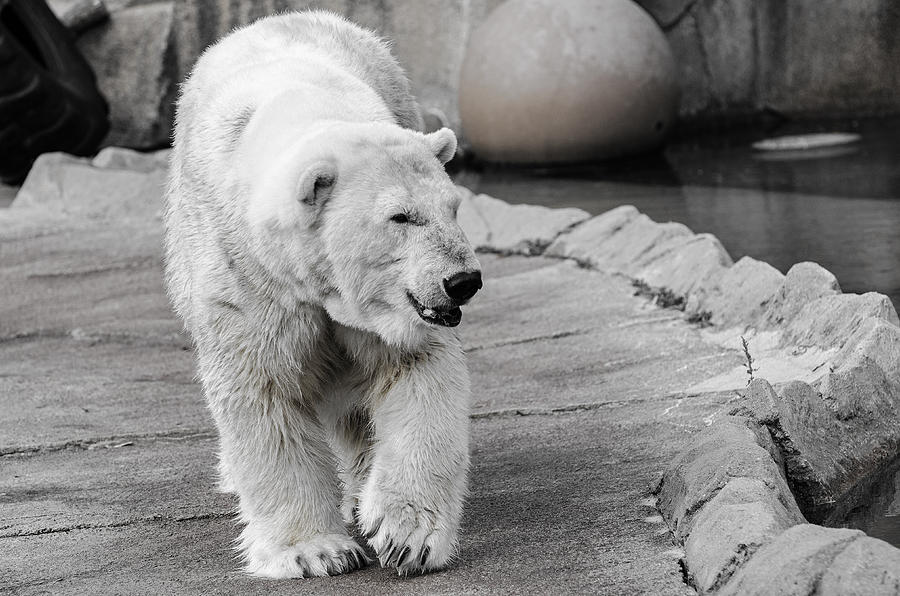 Polar Bear 3 Photograph by Susan McMenamin