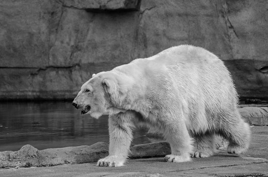Polar Bear 4 Photograph by Susan McMenamin