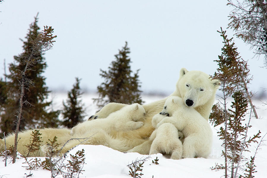 Polar Bear and Nursing Cubs Photograph by Matthias Breiter