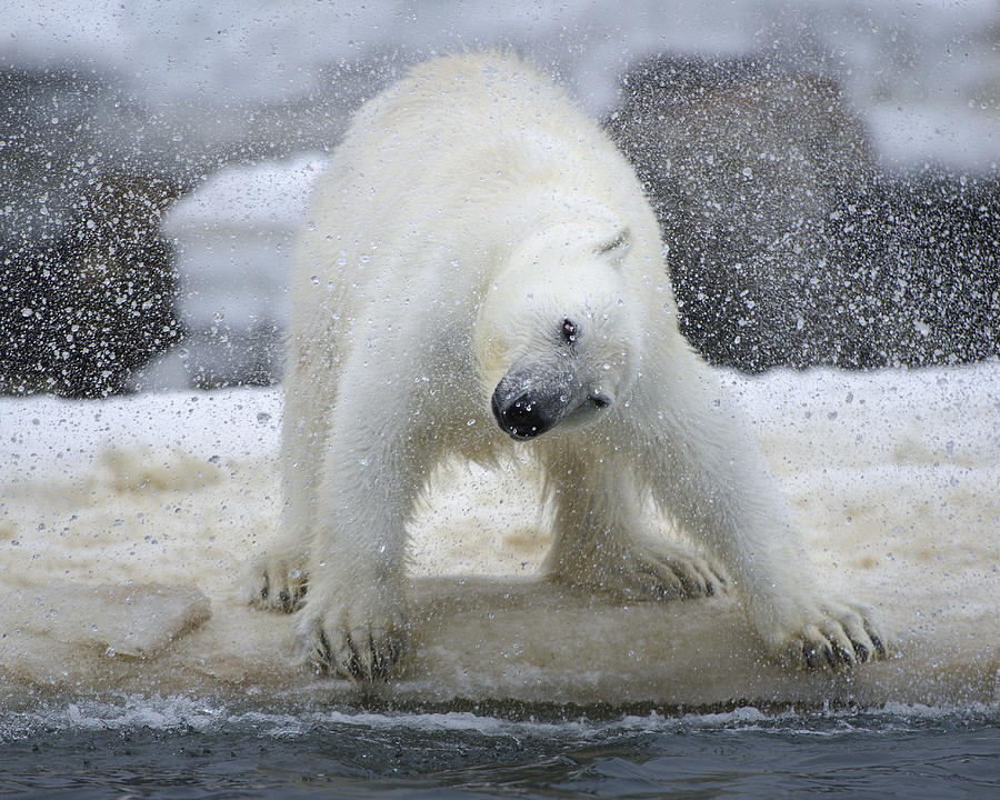 Wildlife Photograph - Polar Bear by Arne K Mala