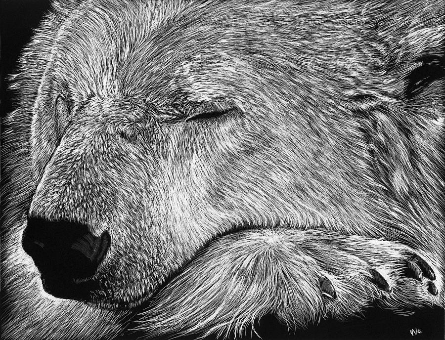 Polar Bear Asleep Drawing by William Underwood