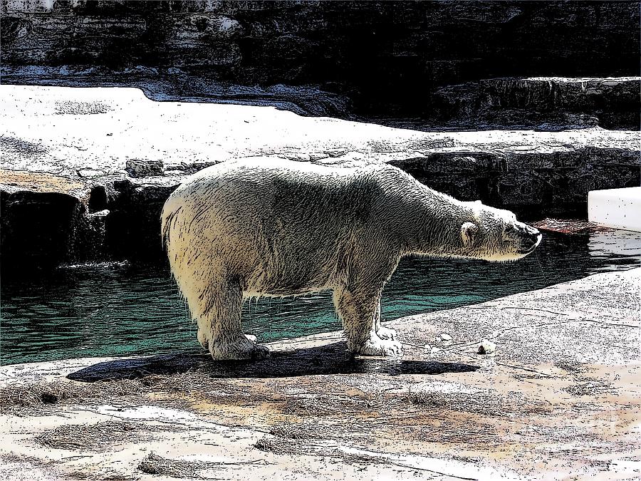 Polar Bear at Buffalo New York Zoo with Ink Sketch Effect 2 Photograph by Rose Santuci-Sofranko