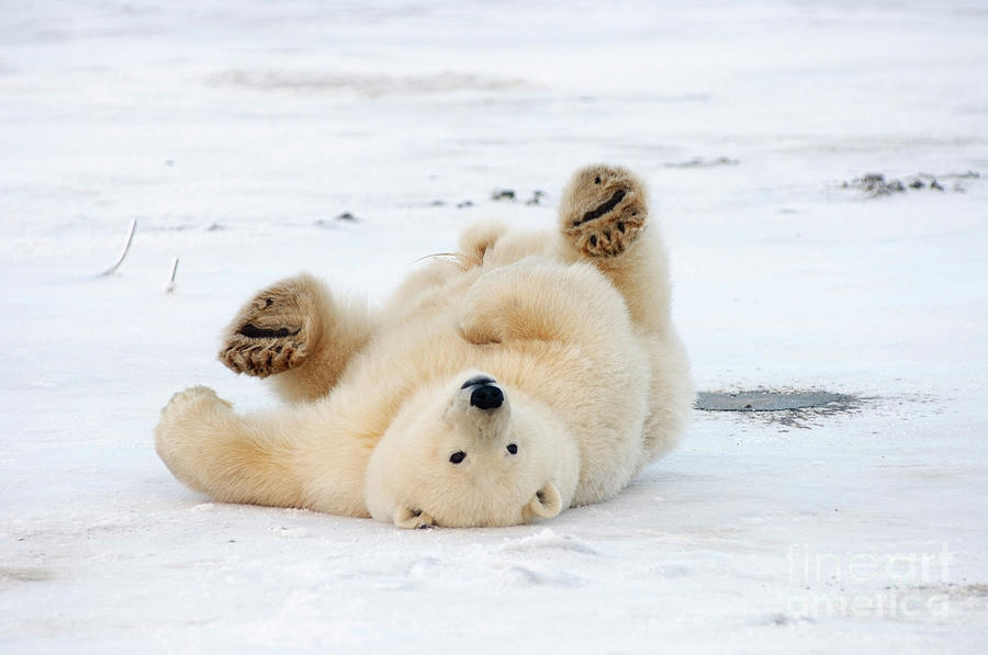Polar Bear at Play Photograph by Steven Kazlowski
