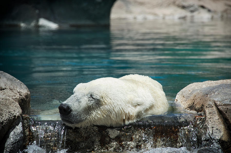 Animal Photograph - Polar Bear Bliss by Mary Lee Dereske