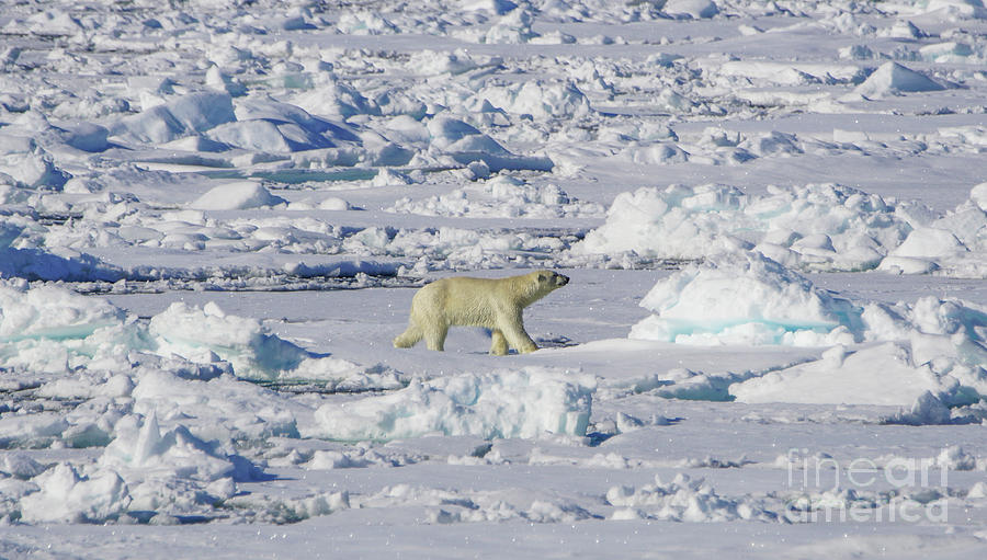 Polar Bear Photograph by Brian Kamprath