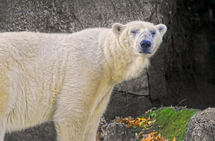 Polar Bear Bronx Zoo Photograph by Diana Angstadt - Pixels