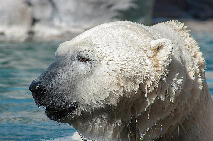 Polar Bear Club Photograph by Kathleen Messmer