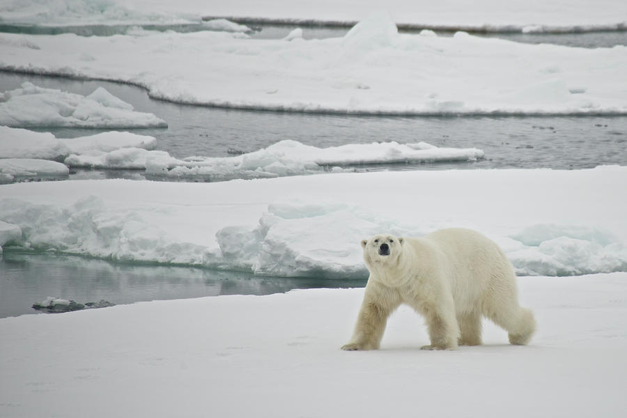 Polar Bear Crossing Sign