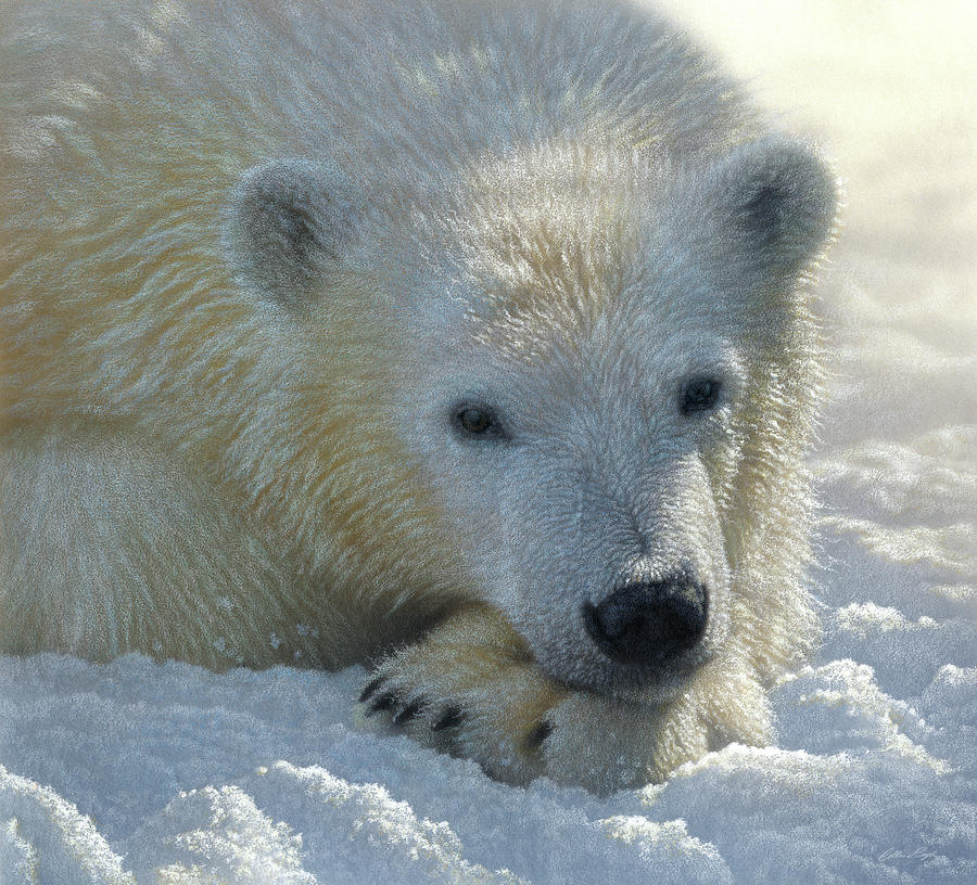 Bear Painting - Polar Bear Cub by Collin Bogle