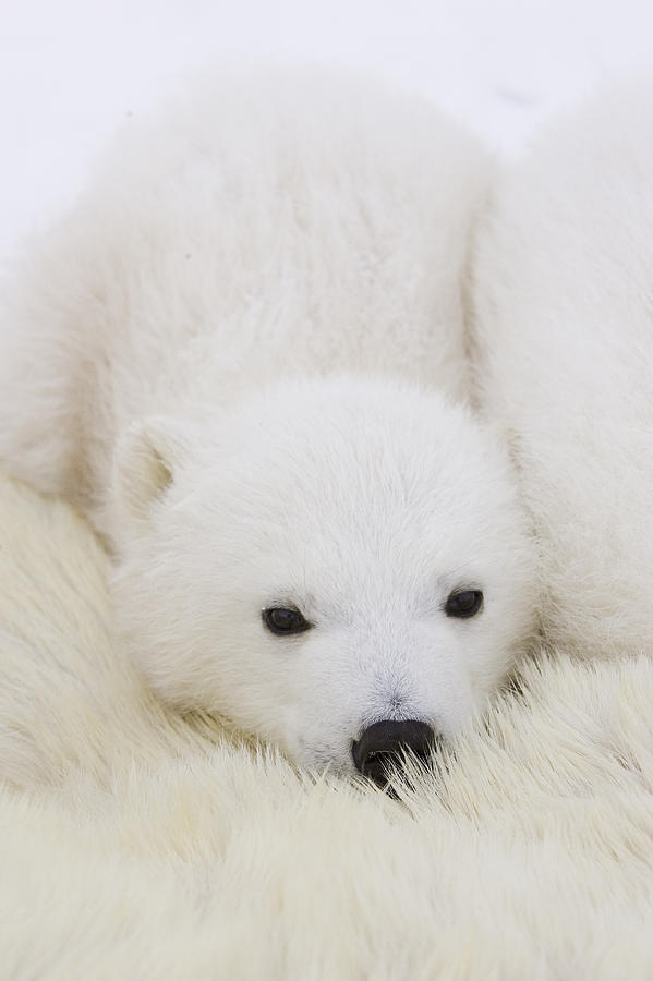 Polar Bear Cub Cuddling Against Mother Photograph by Suzi Eszterhas