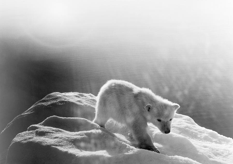Polar Bear Photograph - Polar Bear Cub by Granger