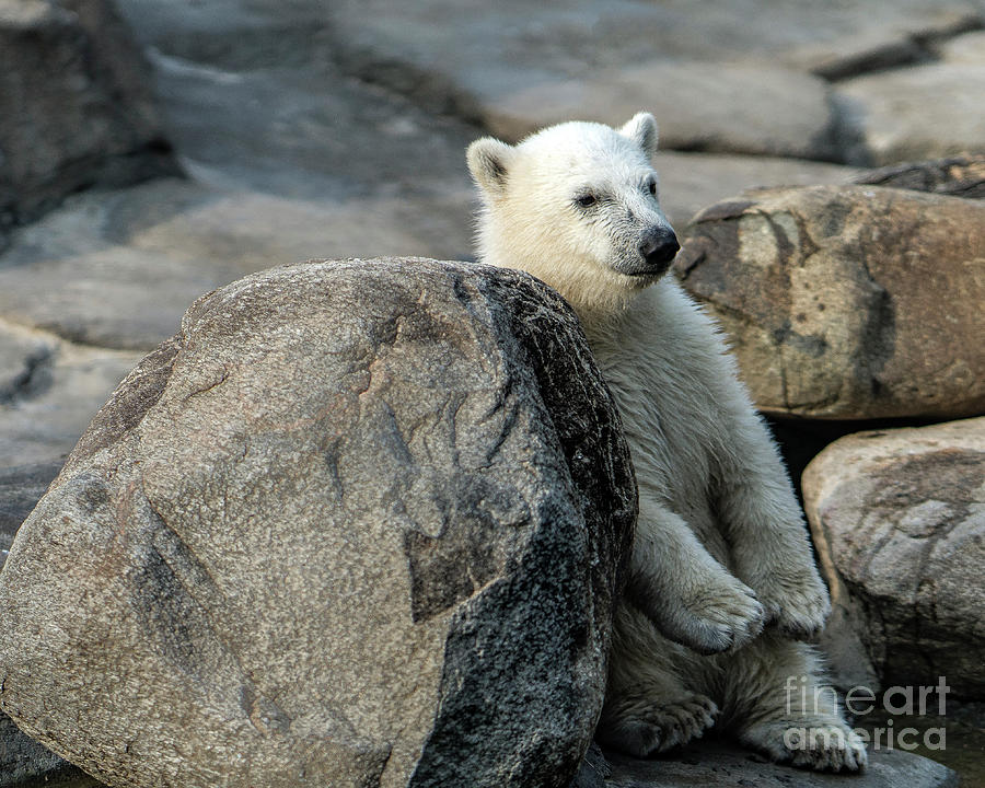 Polar Bear Cub Photograph