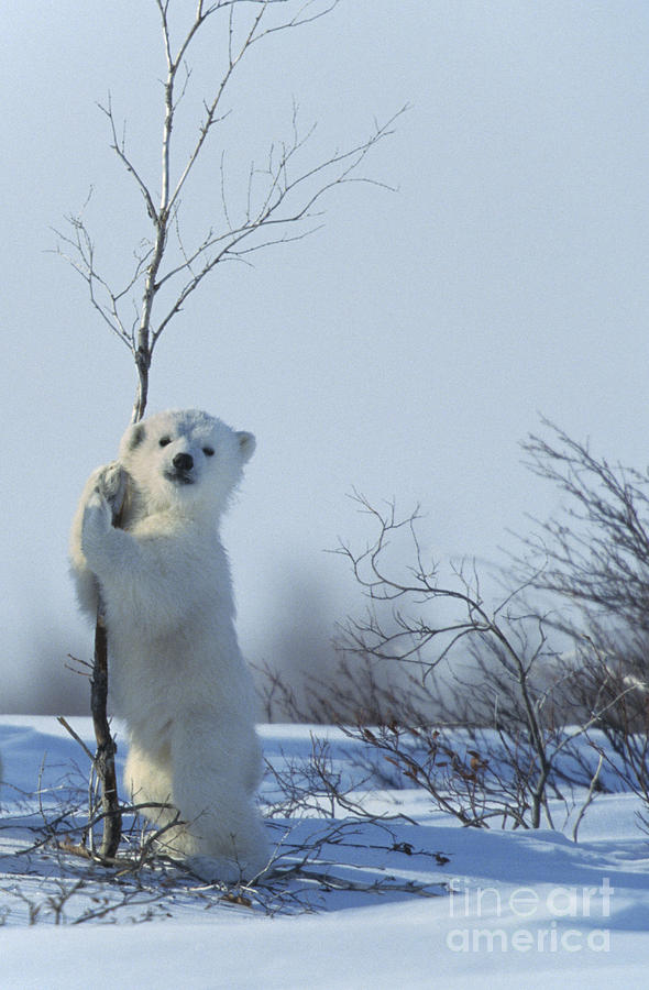 Polar Bear Cub Playing Photograph by Jean-Louis Klein and Marie-Luce Hubert