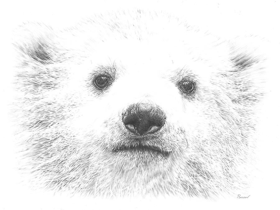 Polar Bear Cub Drawing by Casey Remrov Vormer