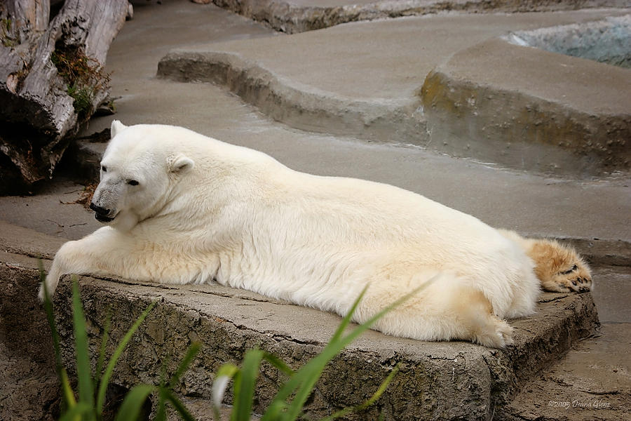 Polar Bear Photograph by Deana Glenz