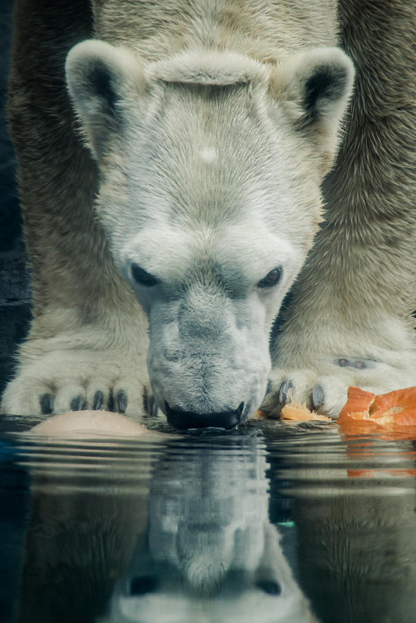 Polar Bear Drinking Photograph by Shannon Kunkle