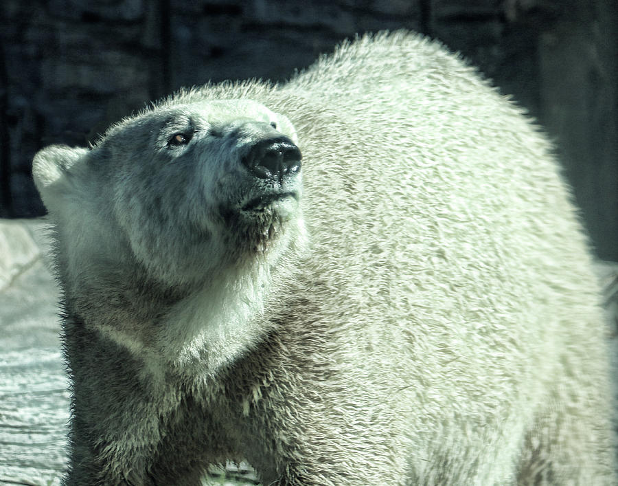 Polar Bear Express Photograph by JoAnn Silva