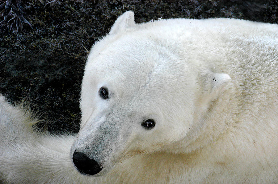 Polar Bear Face Photograph by Ted Keller