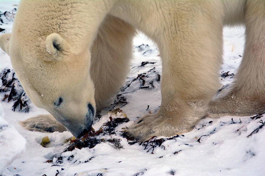 Polar Bear Feeding Photograph by Michelle Halsey