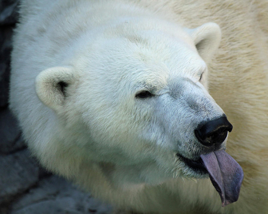 Polar Bear Humor Photograph by Lee Hart - Fine Art America