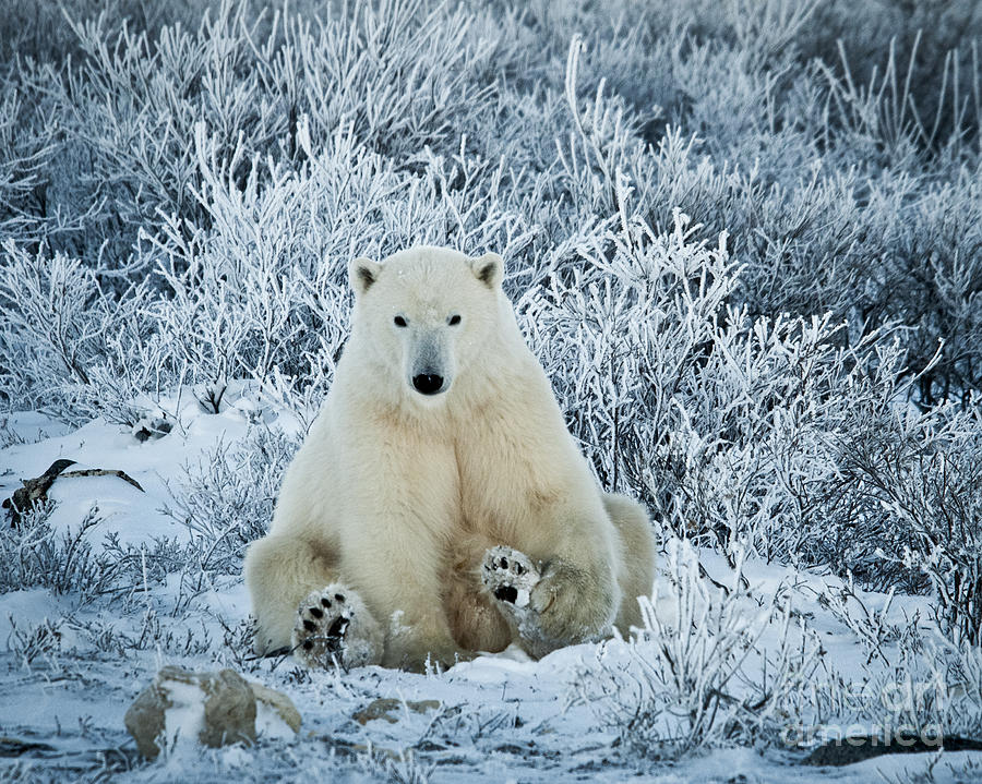 Polar Bear in a Frosty World Photograph by Paulette Sinclair