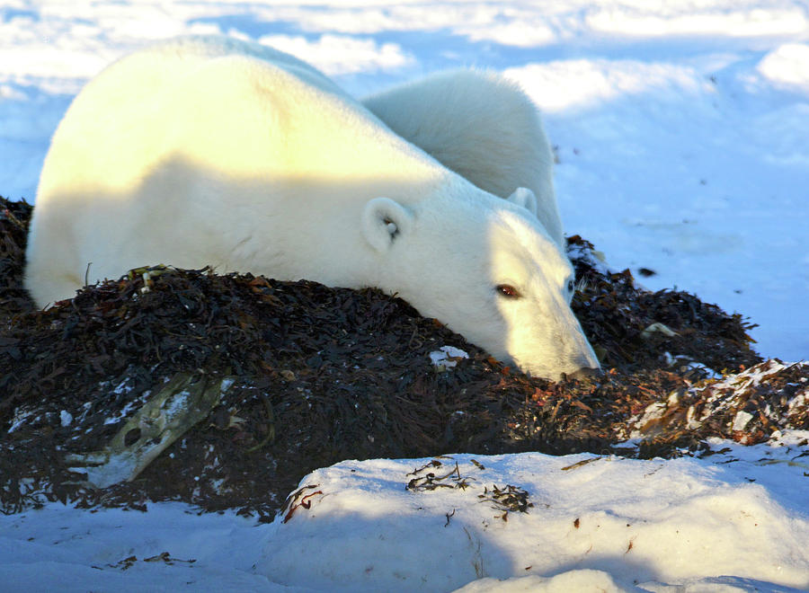Polar Bear in the Kelp Photograph by Michelle Halsey
