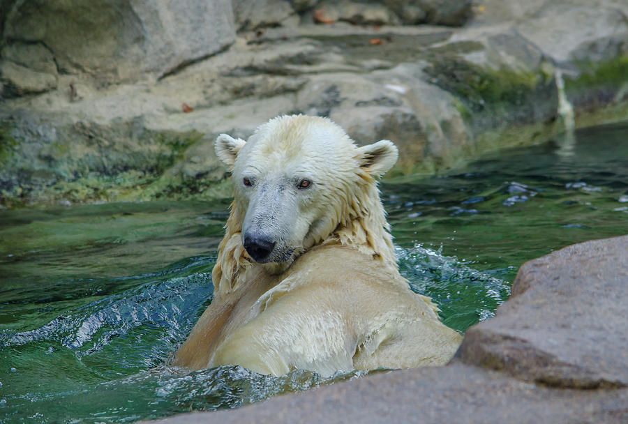 Polar Bear In The Water Photograph By Ina Kratzsch - Fine Art America