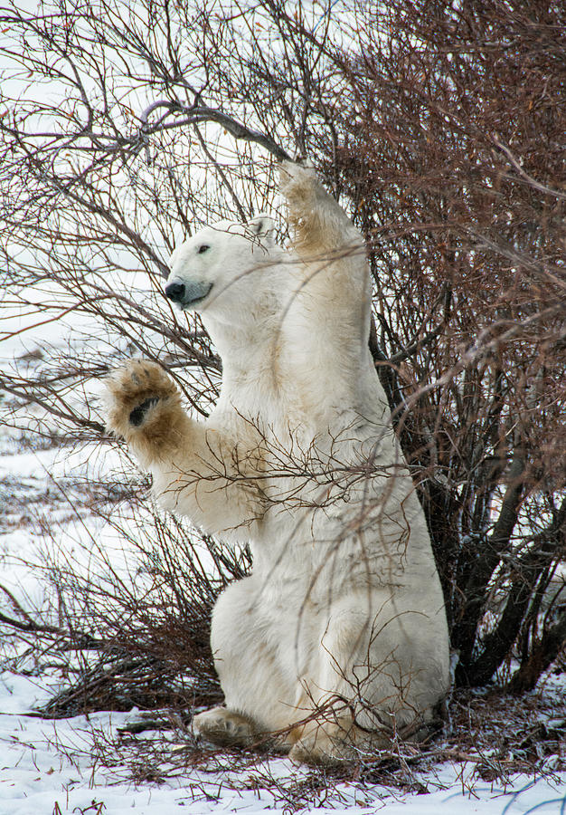 Polar Bear in the Willows Photograph by Marsha del Sol Mildon - Fine ...