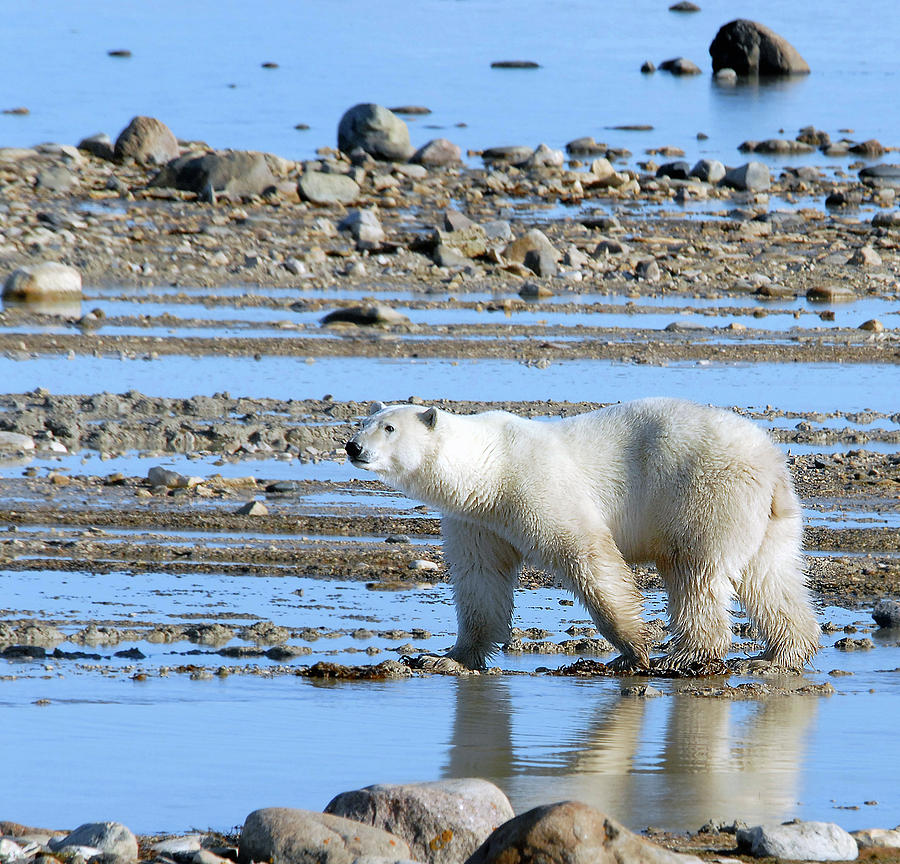 Polar Bear in Water Photograph by Ted Keller