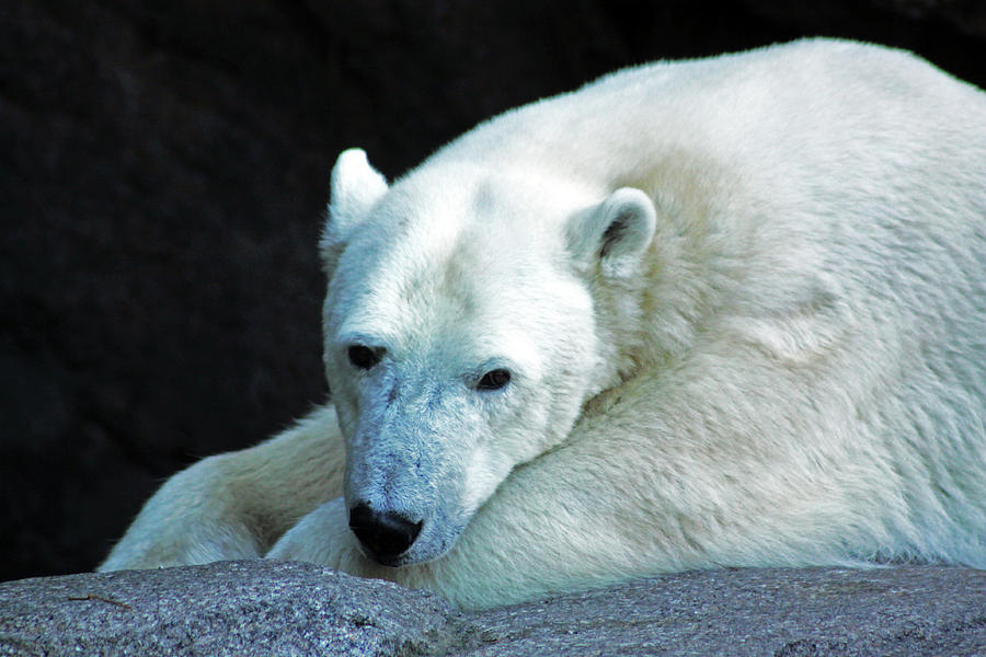 Polar Bear Photograph by Ira Marcus