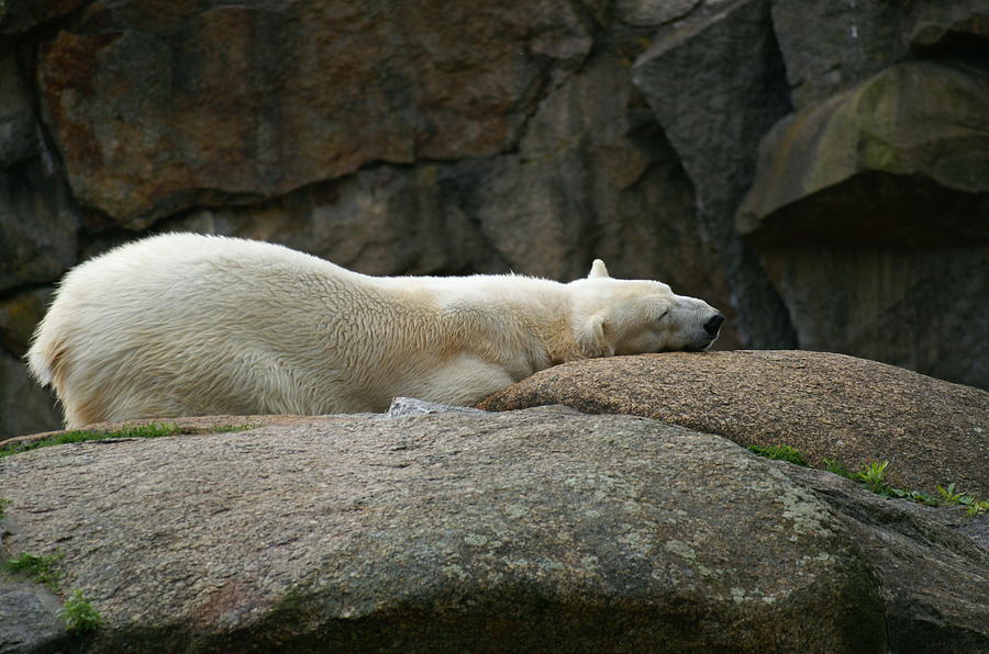 Wildlife Photograph - Polar bear by Jessica Rose