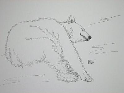 Alaskan Drawing - Polar Bear by Joanie Arvin Alaskan Drawing - Polar Bear by Joanie Arvin