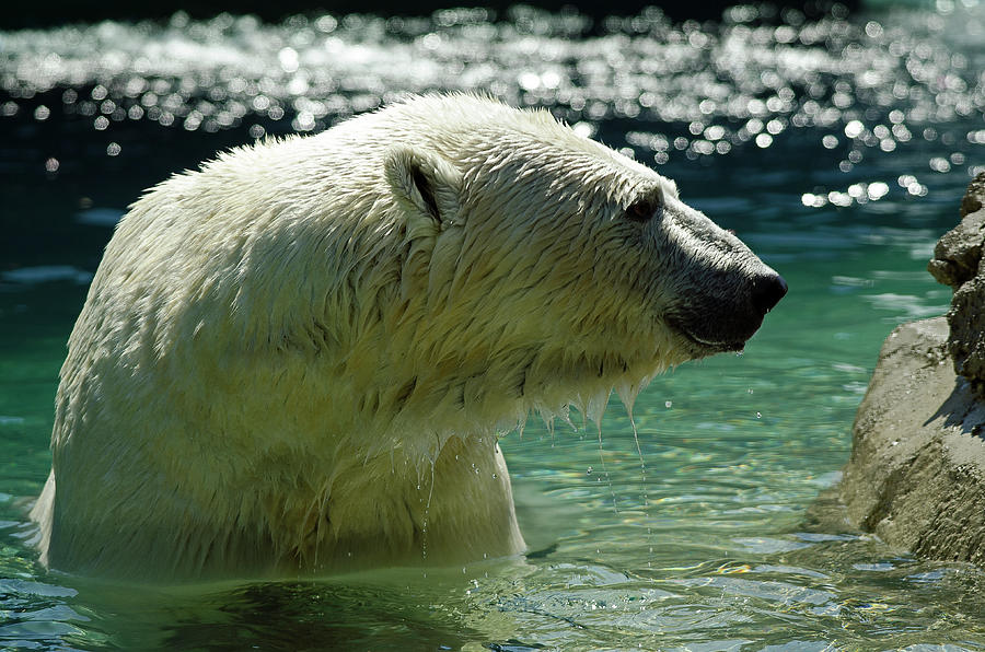 Polar Bear Photograph by JT Lewis
