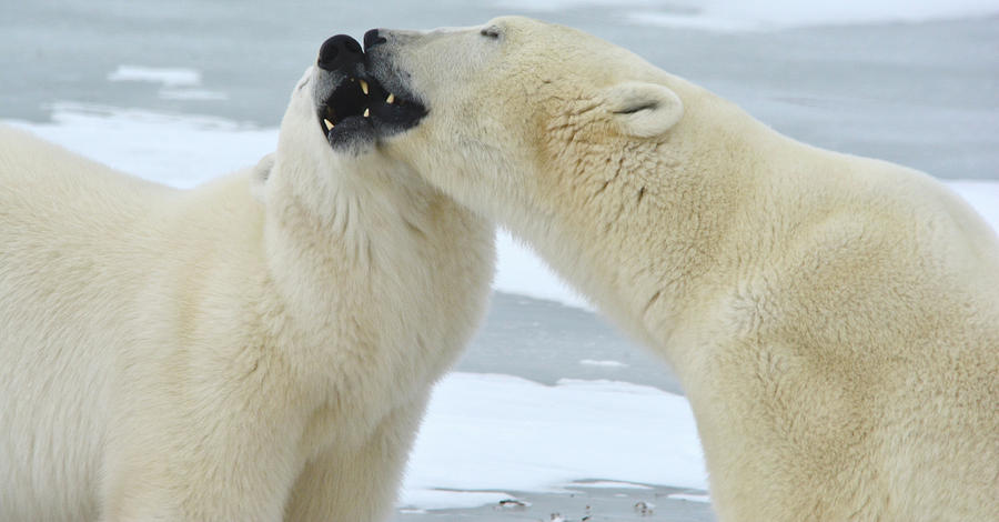 Polar Bear Kiss Photograph by Michelle Halsey
